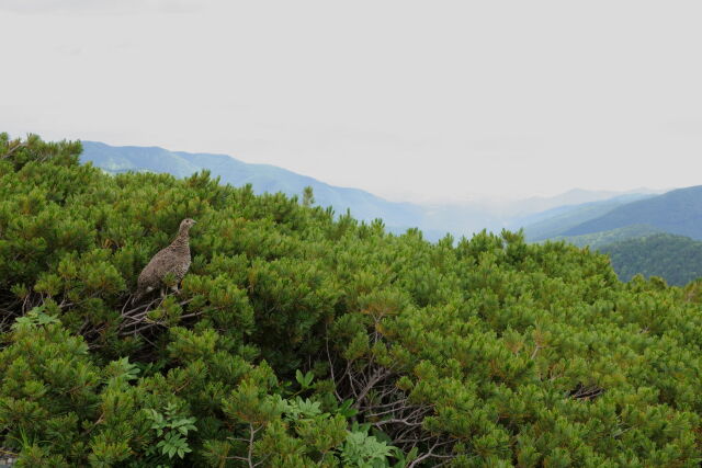 蝶ヶ岳のママ雷鳥2