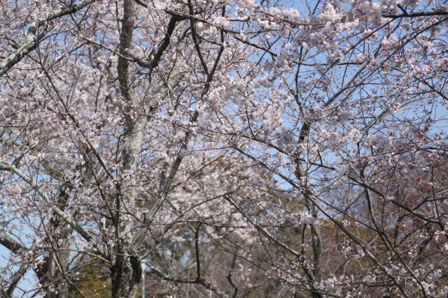 満開の桜