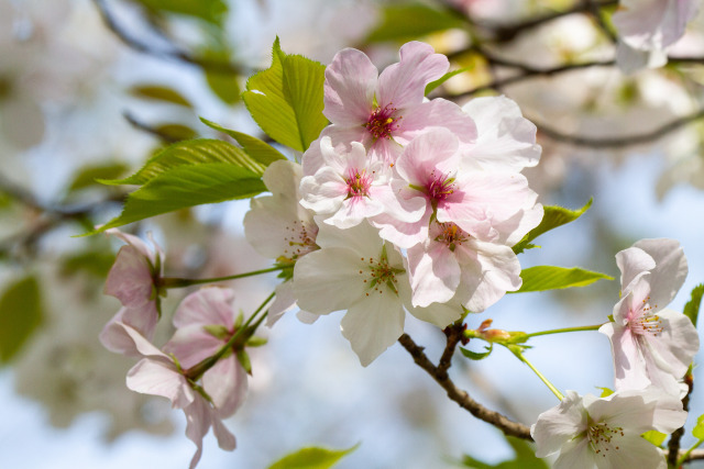 桜(ソトオリヒメ)