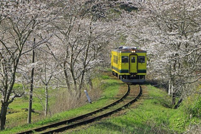 桜トンネル