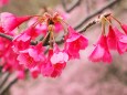 三ッ池公園の寒緋桜