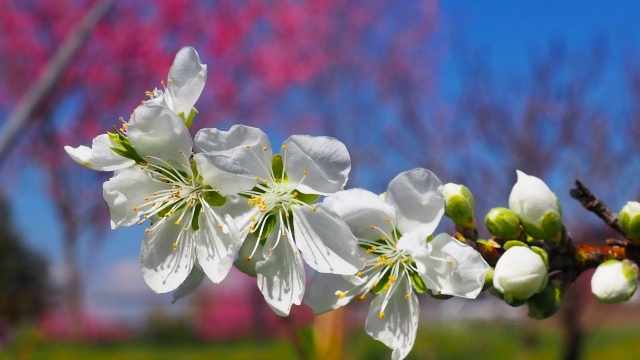 古河公方公園の花桃