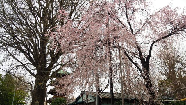 上野東照宮のしだれ桜