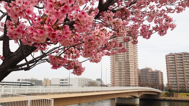 汐入公園の陽光桜