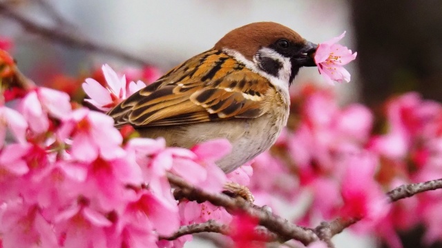 隅田公園の陽光桜と雀