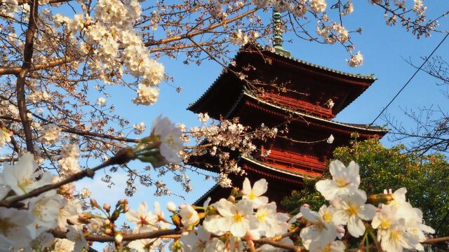 春の本門寺