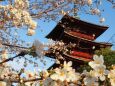 春の本門寺