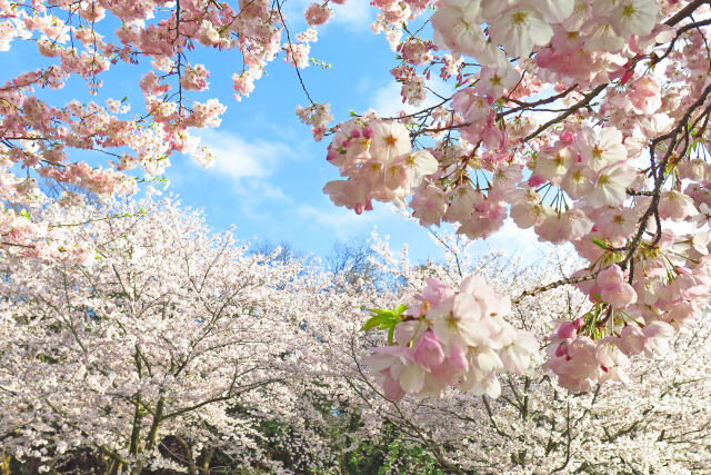 桜(アメリカ)