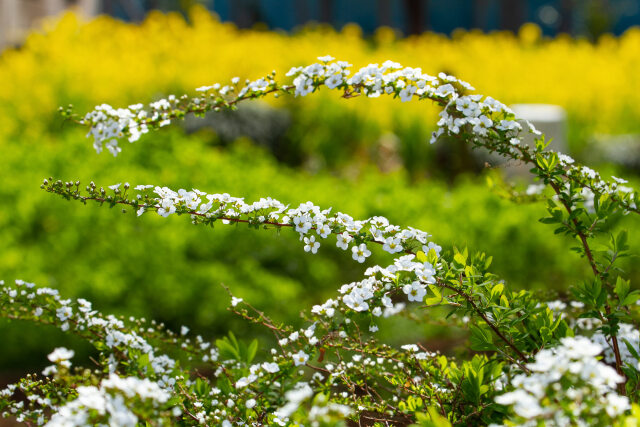 雪柳