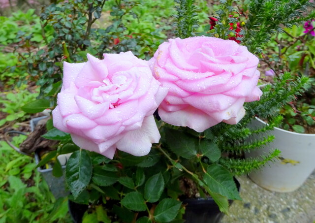 小雨に濡れるバラの花