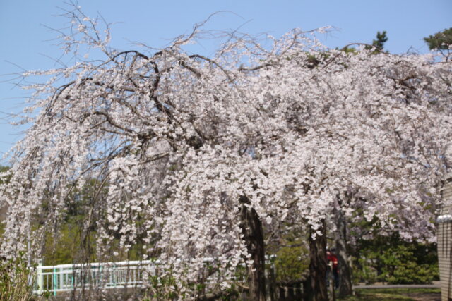 咲き乱れる桜