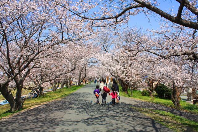 伊勢宮川堤桜