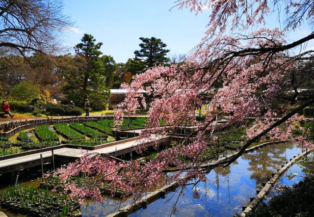 京都府立植物園