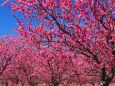 古河公方公園の花桃