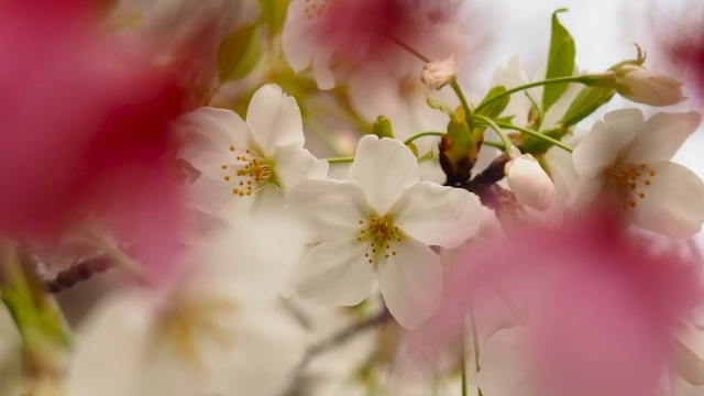 上野恩賜公園の大島桜