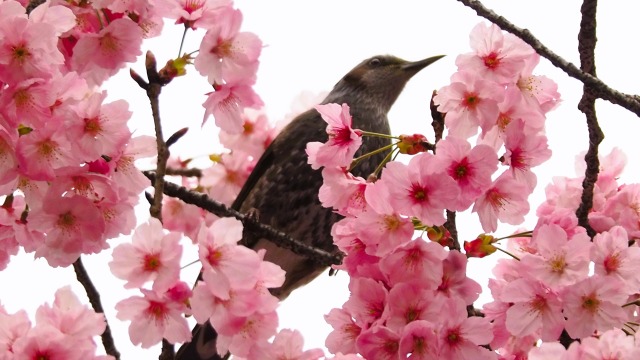 上野恩賜公園の陽光桜とヒヨドリ