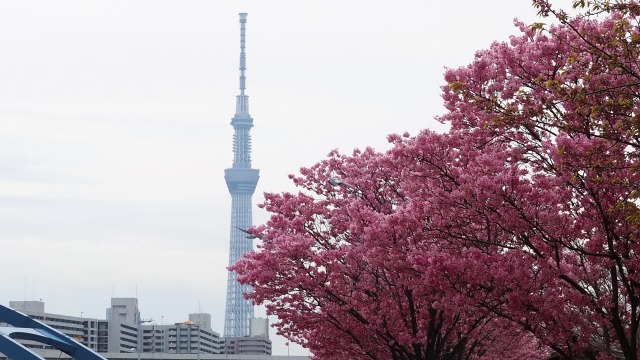 汐入公園の陽光桜とスカイツリー