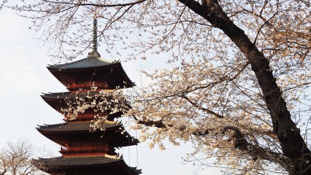 池上本門寺の桜