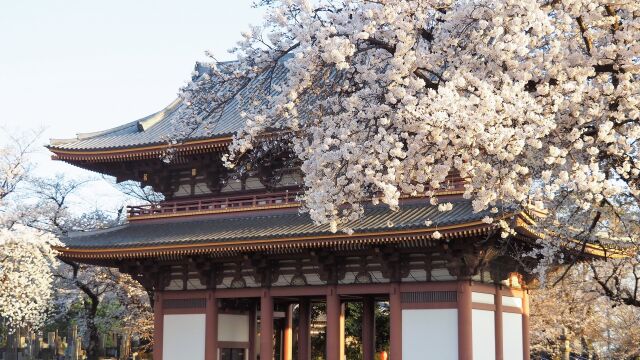 池上本門寺の桜