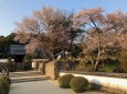 桜の高月院