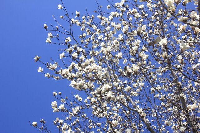 コブシの花