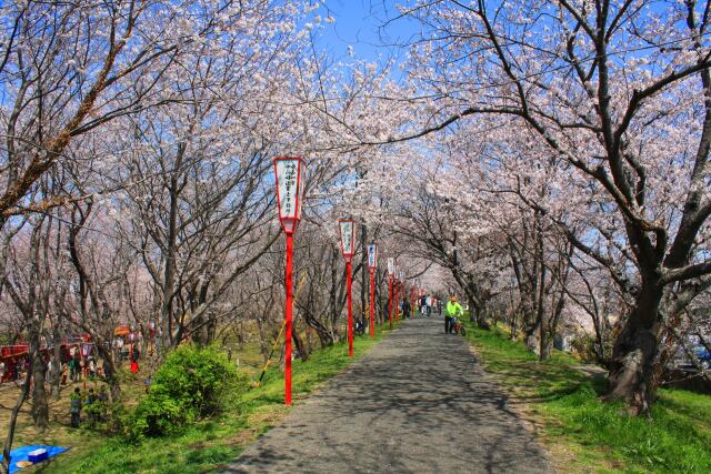 伊勢宮川堤桜