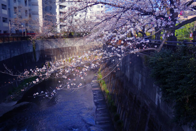 石神井川と桜～2023