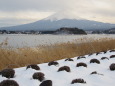 雪の大石公園