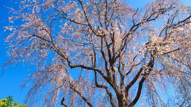 古河公方公園のしだれ桜