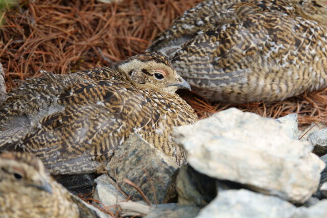 蝶ヶ岳のチビ雷鳥