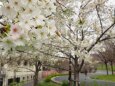 汐入公園の大島桜