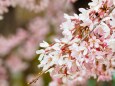 瑞光橋公園のしだれ桜