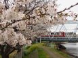 多摩川の桜と京急電車