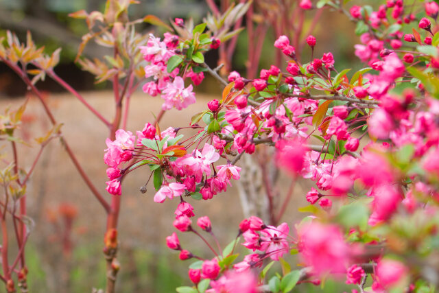 花海棠