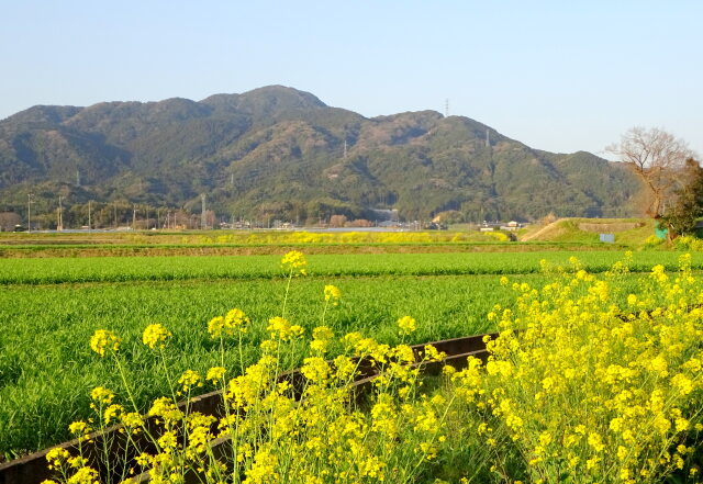 菜の花の春景色