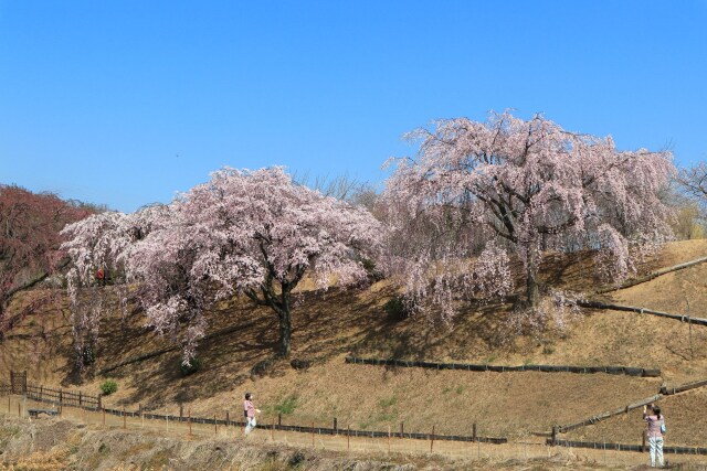 見事な枝垂れ桜