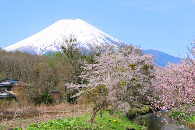 忍野八海