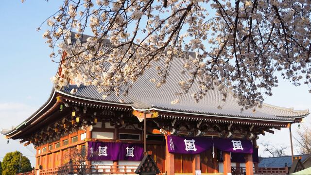 池上本門寺の桜