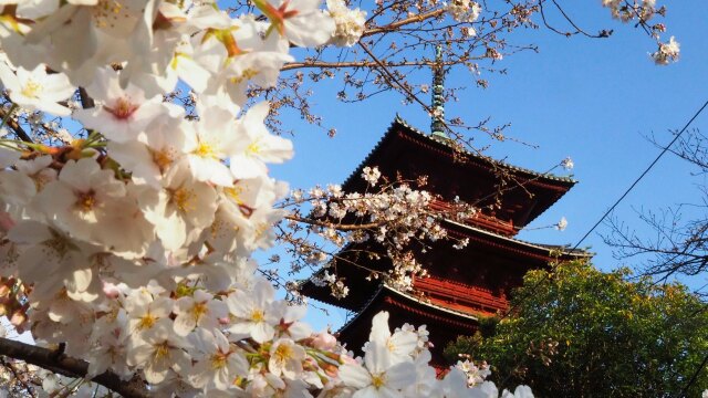 池上本門寺の桜