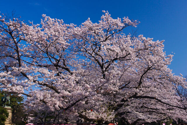 満開の桜