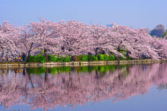 不忍池の桜