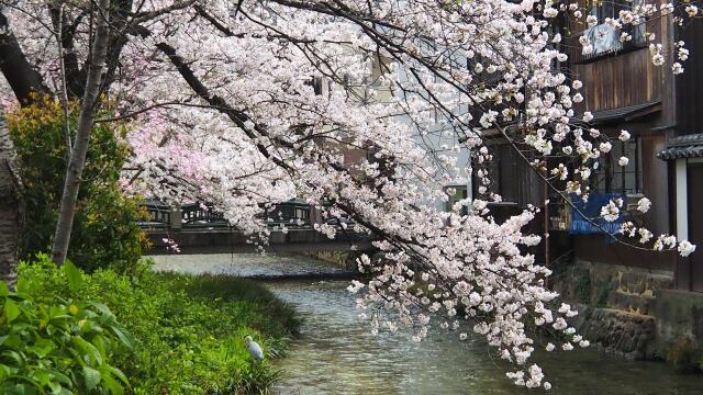 祇園白川の桜