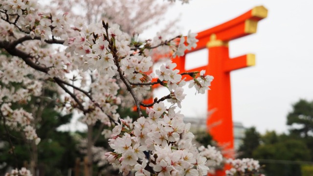 平安神宮の大鳥居と桜