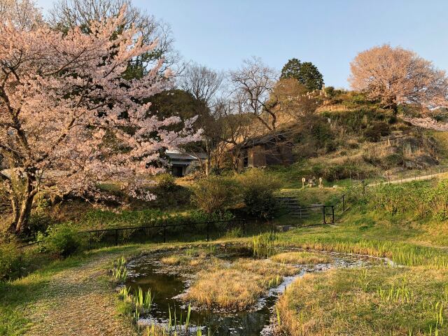 桜の高月院にて