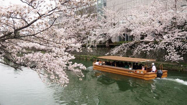 岡崎疏水の桜と十石舟