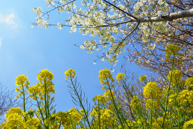 大島桜に菜の花