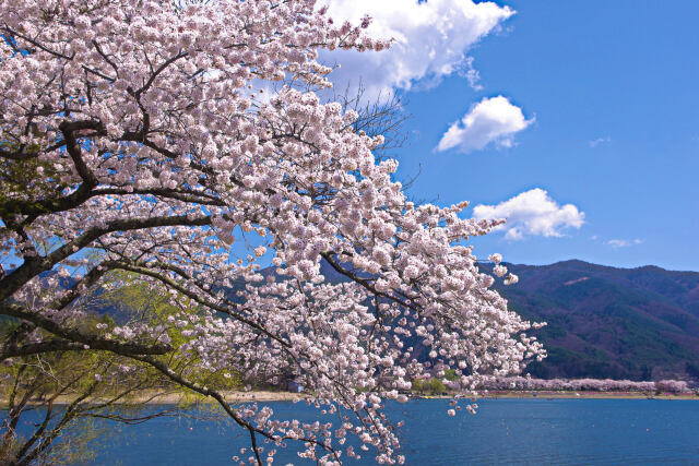 河口湖畔の桜