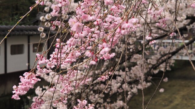 祇園白川の桜