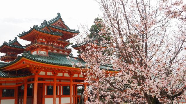 平安神宮の左近の桜