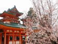 平安神宮の左近の桜